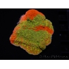 WYSIWYG WWC Sunfire GRAFTED Montipora plateau D1