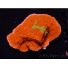 WYSIWYG WWC Sunfire GRAFTED Montipora plateau D3