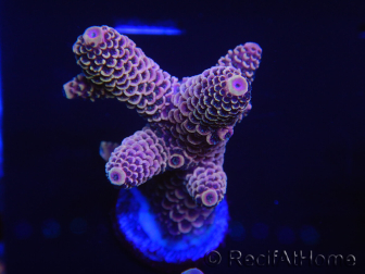 WYSIWYG Acropora tenuis 15A2 Mariculture acclimated LED