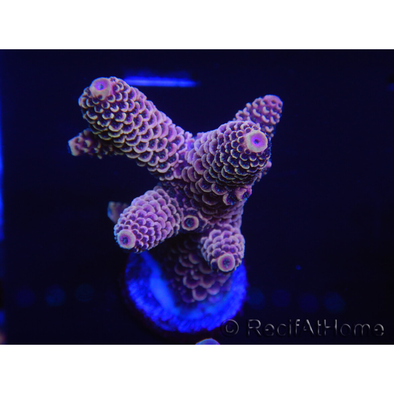 WYSIWYG Acropora spathulata 15A2 Australie acclimaté led