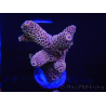 WYSIWYG Acropora tenuis 15A2 Mariculture acclimated LED