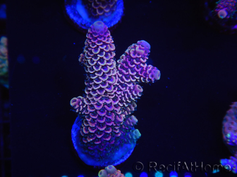 WYSIWYG Acropora tenuis 15A5 Maricoltura acclimatata a LED