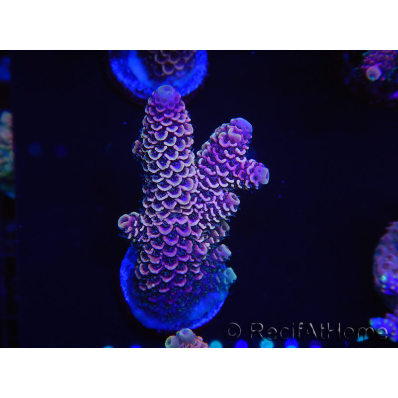 WYSIWYG Acropora tenuis 15A5 mariculture acclimated LED