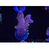 WYSIWYG Acropora tenuis 15A5 mariculture acclimated LED