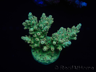 WYSIWYG Acropora 15D8 Australien akklimatisiert LED