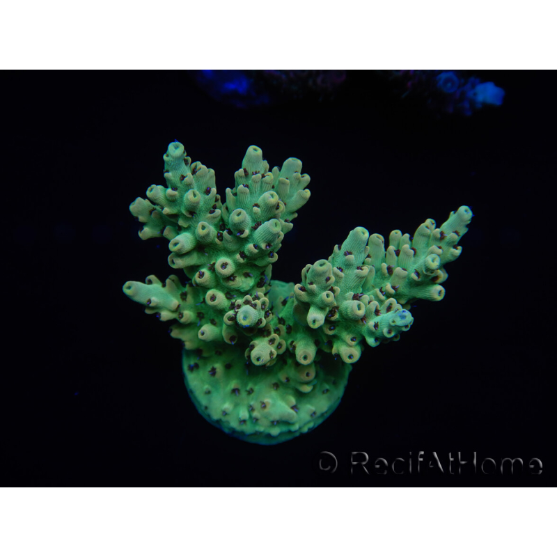 WYSIWYG Acropora 15D8 Australien akklimatisiert LED