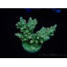 WYSIWYG Acropora 15D8 Australia acclimatato led