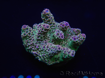 WYSIWYG Acropora 15F1 Australie acclimaté led