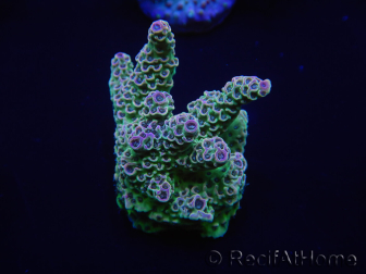 WYSIWYG Acropora 15F9 Mariculture acclimaté led