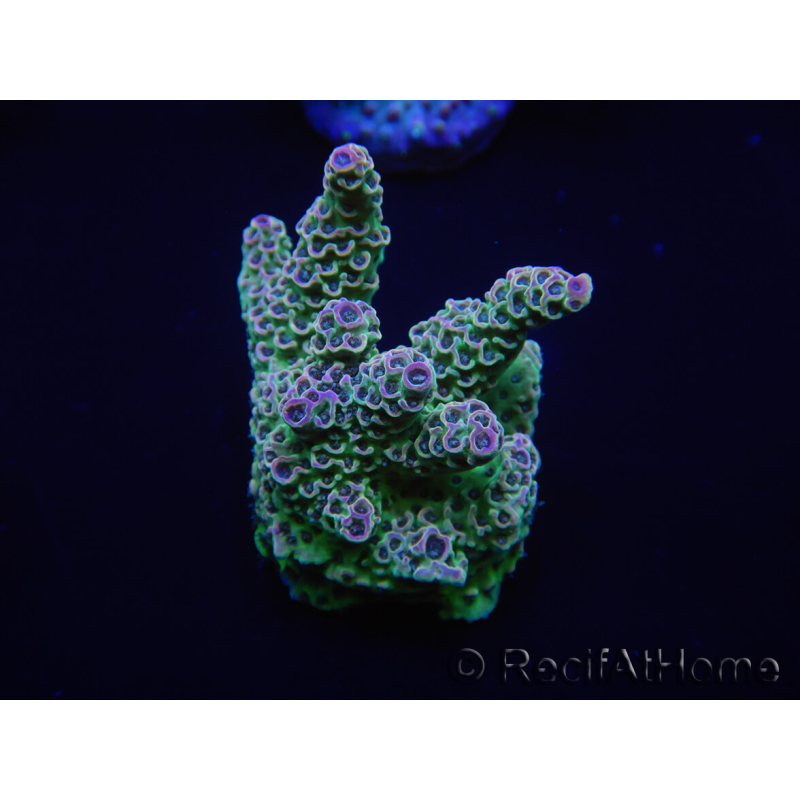 WYSIWYG Acropora 15F9 Mariculture acclimated LED