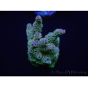 WYSIWYG Acropora 15F9 Mariculture acclimated LED