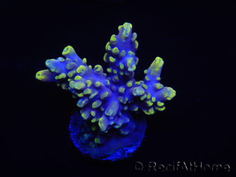 WYSIWYG Acropora 15G2 Australie acclimaté led