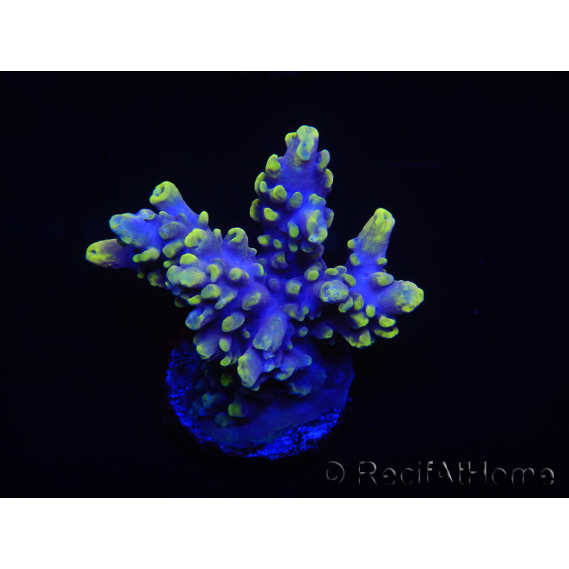 WYSIWYG Acropora 15G2 Australie acclimaté led