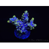 WYSIWYG Acropora 15G2 Australie acclimaté led