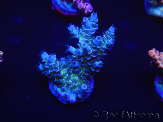 WYSIWYG Acropora 15G9 Australien eingewöhnt LED