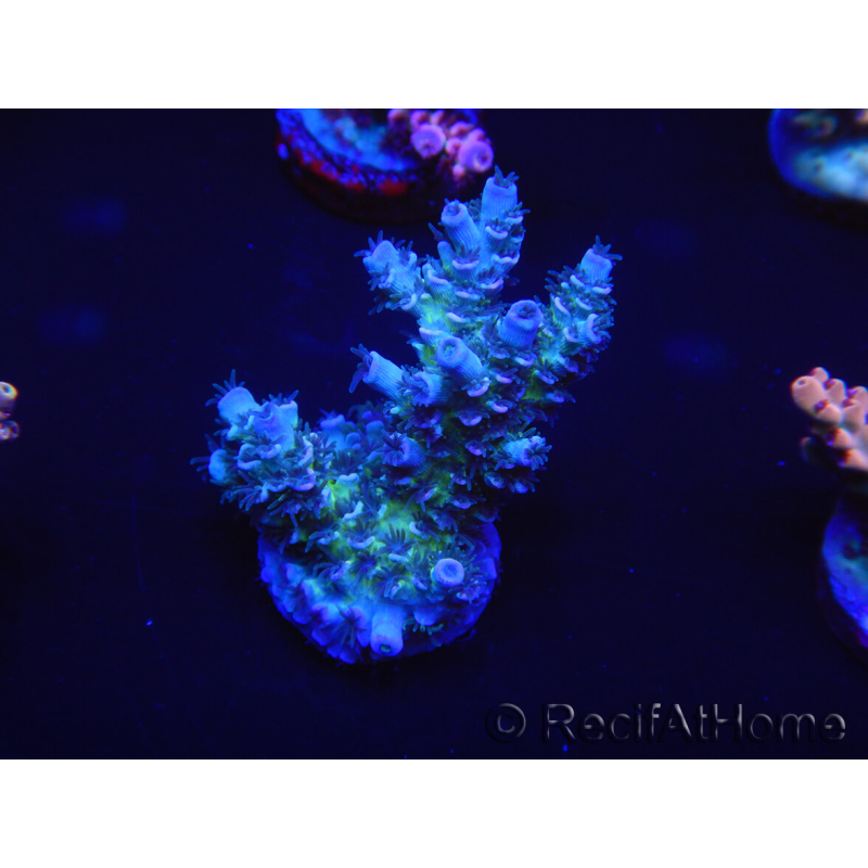 WYSIWYG Acropora 15G9 Australien eingewöhnt LED