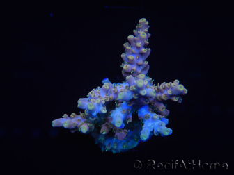 WYSIWYG Acropora rosaria 15I4 Mariculture acclimaté led