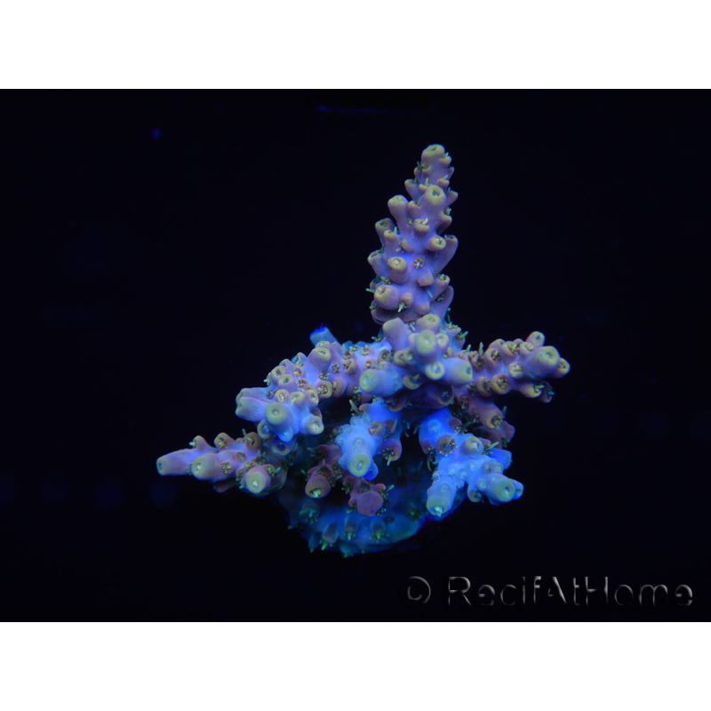 WYSIWYG Acropora rosaria 15I4 Mariculture acclimaté led