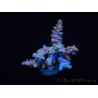 WYSIWYG Acropora rosaria 15I4 Mariculture acclimated led