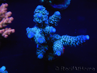 WYSIWYG Acropora millepora 15K5 Maricultura acclimatato led