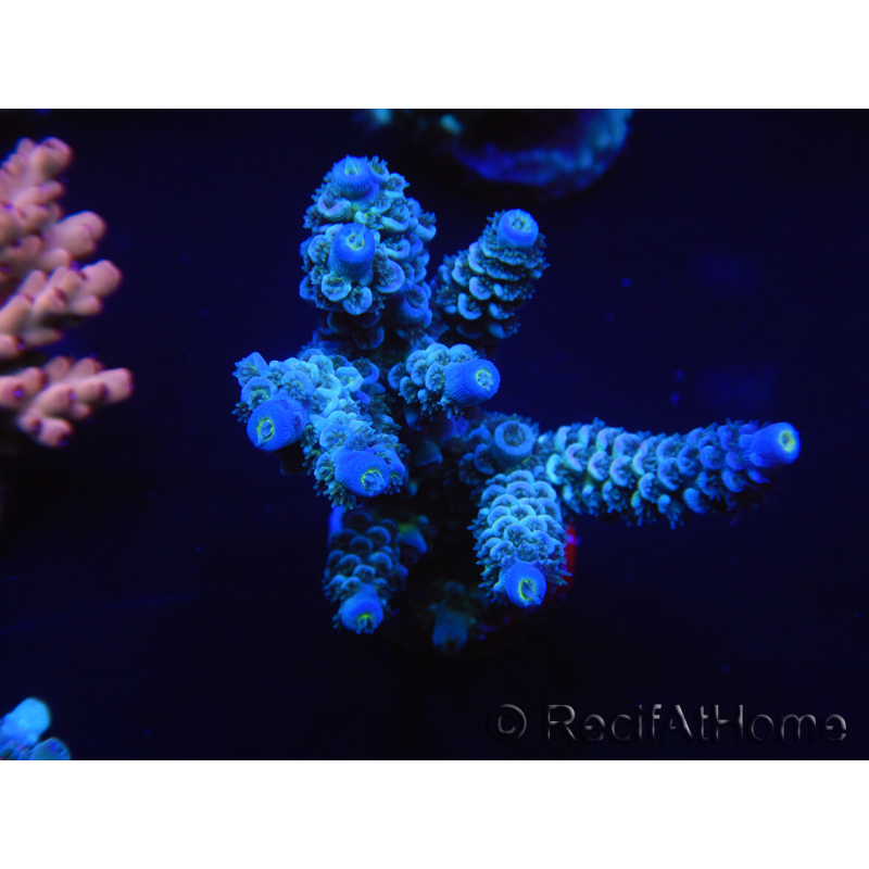 WYSIWYG Acropora millepora 15K5 Maricultura acclimatato led