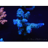 WYSIWYG Acropora millepora 15K5 Maricultura acclimatato led