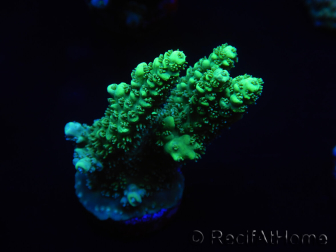 WYSIWYG Acropora millepora 15K6 Maricultura acclimatato led