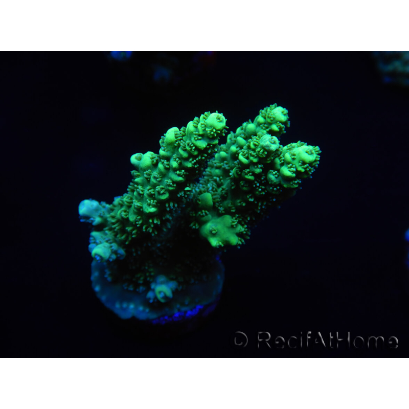 WYSIWYG Acropora millepora 15K6 Mariculture acclimaté led