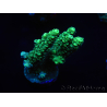 WYSIWYG Acropora millepora 15K6 Maricultura acclimatato led