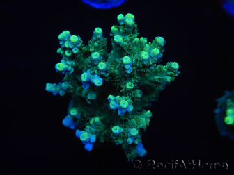 WYSIWYG Acropora millepora 15L6 Mariculture acclimaté led