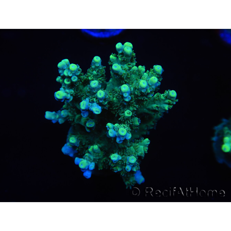 WYSIWYG Acropora millepora 15L6 Mariculture acclimaté led