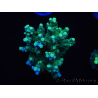 WYSIWYG Acropora millepora 15L6 Maricoltura acclimatata a LED