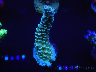 WYSIWYG Acropora millepora 15N3 Maricultura acclimatata a led