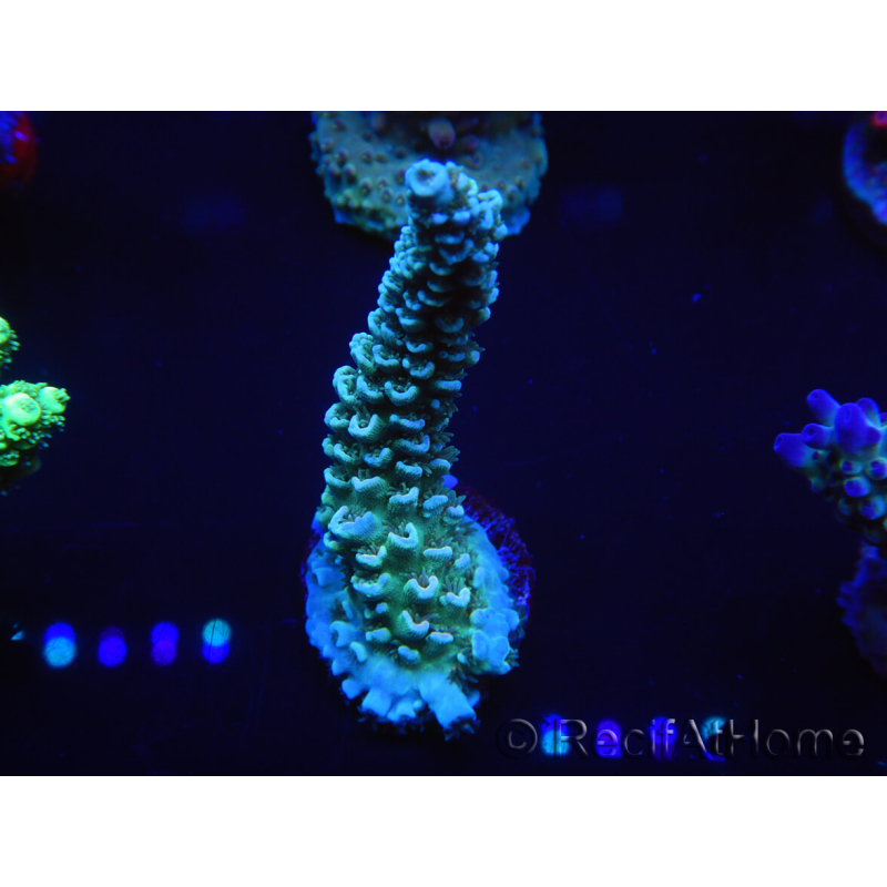 WYSIWYG Acropora millepora 15N3 Maricultura acclimatata a led