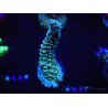 WYSIWYG Acropora millepora 15N3 Maricultura acclimatata a led