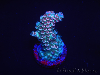 WYSIWYG Acropora 15N7 Marikultur akklimatisiert LED