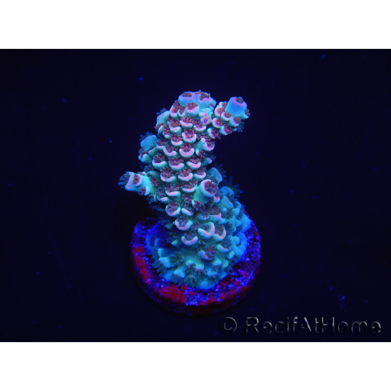 WYSIWYG Acropora 15N7 Mariculture acclimated LED