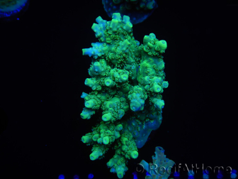 WYSIWYG Acropora millepora 15O9 Mariculture Acclimaté led