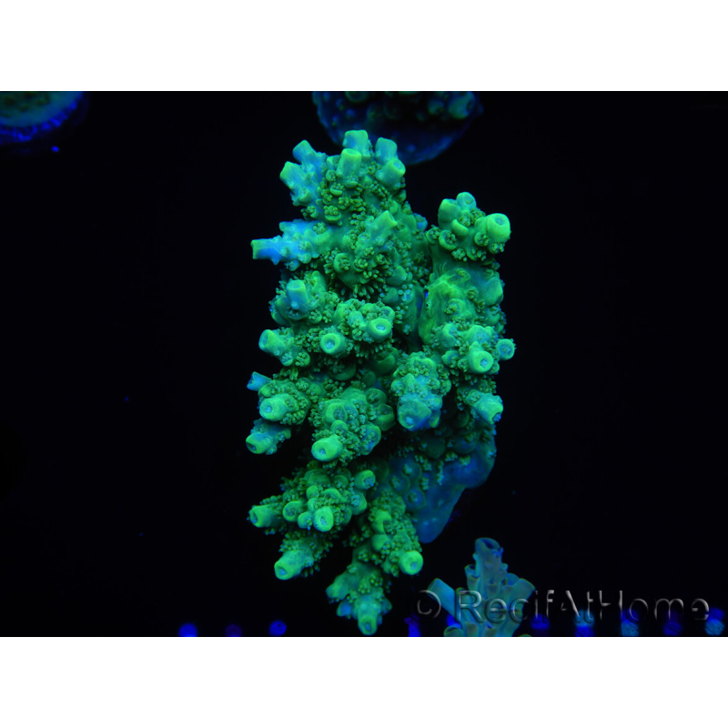 WYSIWYG Acropora millepora 15O9 Maricultura Acclimatato led