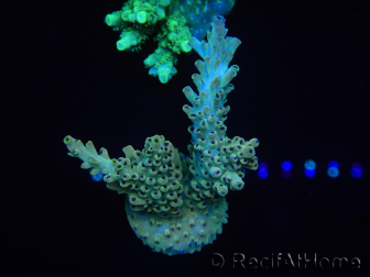 WYSIWYG Acropora millepora 15P4 Mariculture acclimated LED