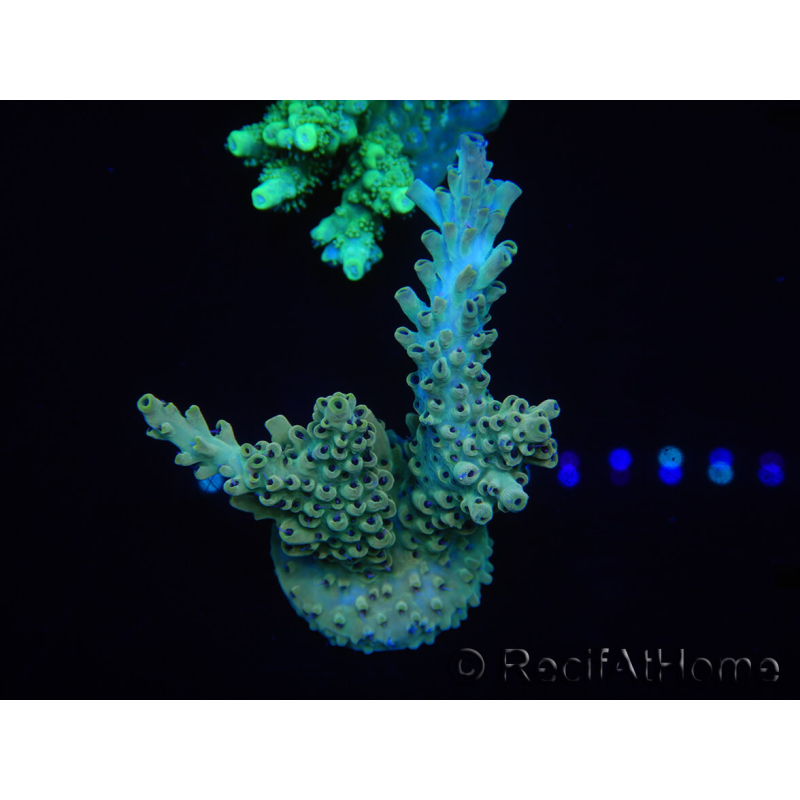 WYSIWYG Acropora millepora 15P4 Mariculture acclimaté led