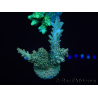 WYSIWYG Acropora millepora 15P4 Maricultura acclimatata led