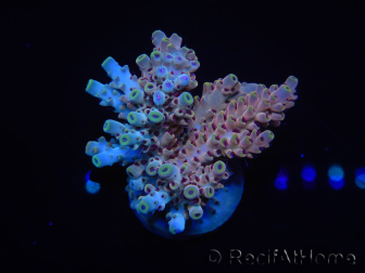 WYSIWYG Acropora aculeus 15P6 Australia Acclimated LED