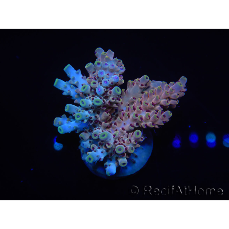 WYSIWYG Acropora aculeus 15P6 Australia Acclimatato LED