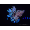 WYSIWYG Acropora aculeus 15P6 Australia Acclimatato LED