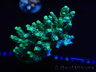 WYSIWYG Acropora millepora 15P8 Mariculture Acclimaté led