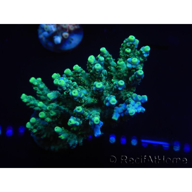 WYSIWYG Acropora millepora 15P8 Mariculture Acclimaté led