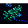 WYSIWYG Acropora millepora 15P8 Maricoltura Acclimatato led