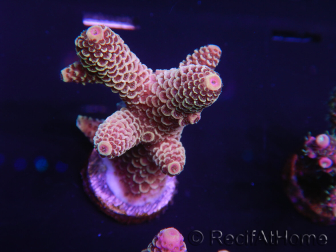 WYSIWYG Acropora tenuis 15A2 Mariculture acclimated LED