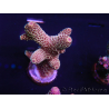 WYSIWYG Acropora tenuis 15A2 Mariculture acclimated LED